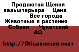 Продаются Щенки вельштерьера  › Цена ­ 27 000 - Все города Животные и растения » Собаки   . Чукотский АО